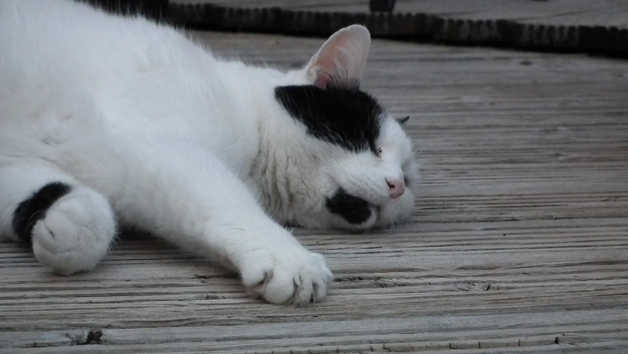 E22 sous chef marshall aka petes puppycat   22 may (6)